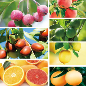 7種のフルーツ酸